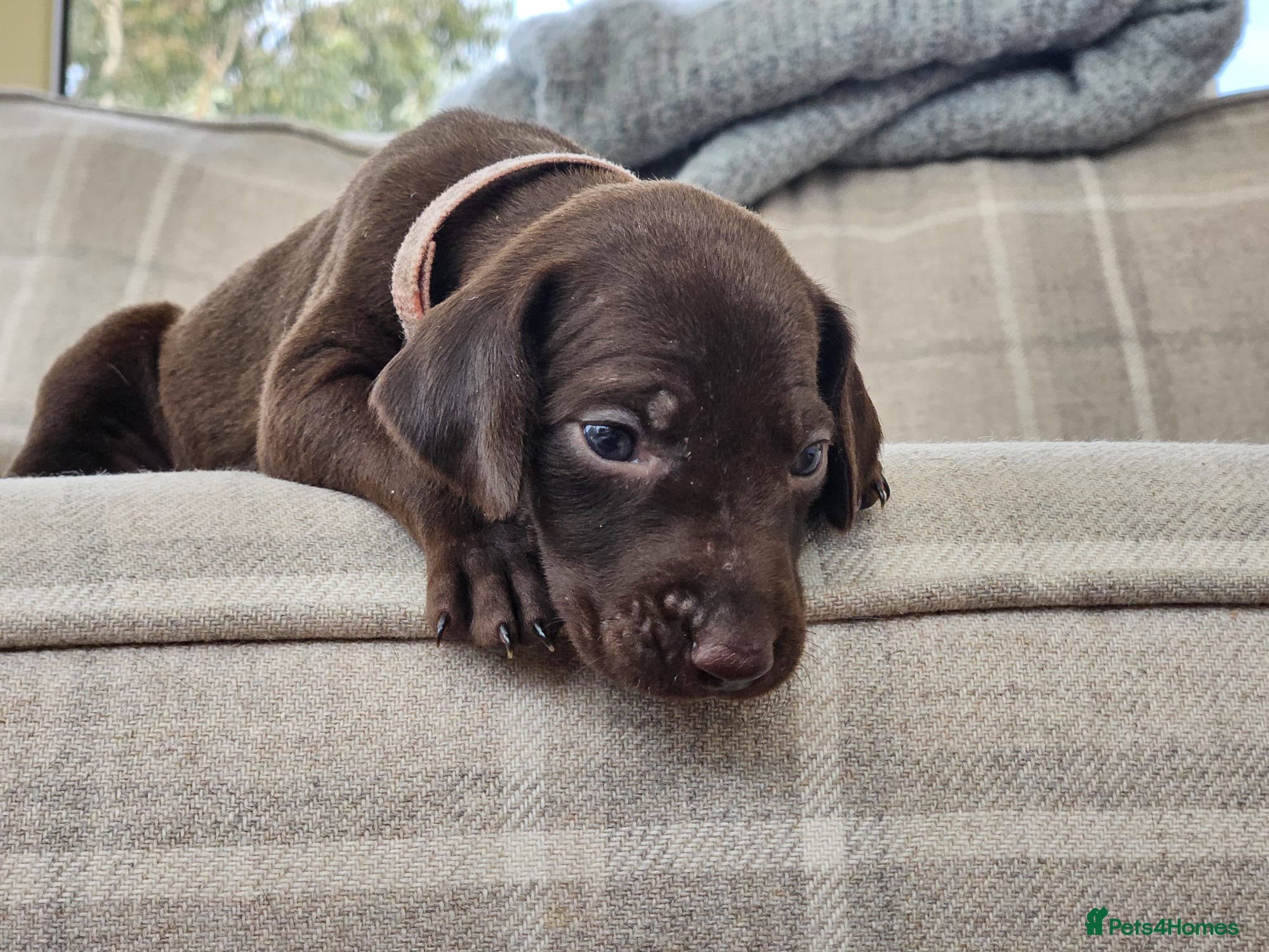 German Shorthaired Pointer dogs Stunning German Shorthaired Pointer Puppies  - Advert 2