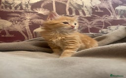 Mixed Breed cats for sale: 5 Fluffy Half Maine Coon kittens - Advert 15
