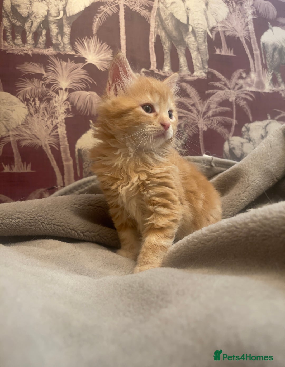 Mixed Breed cats for sale: 5 Fluffy Half Maine Coon kittens - Advert 15