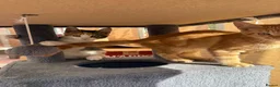 Maine Coon cats for sale: TORTOISESHELL MAINE COON X KITTENS - Advert 20