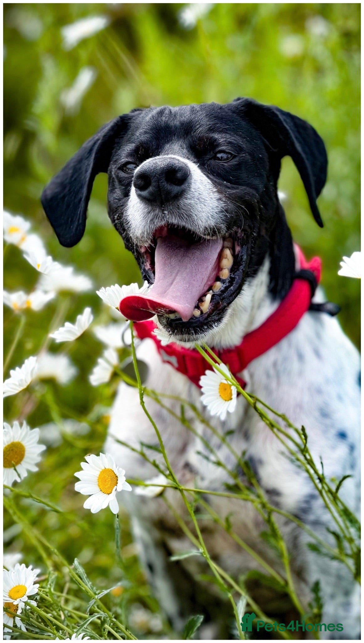 Pointer dogs Rufus: A Youthful 9-Year-Old English Pointer  - Advert 3