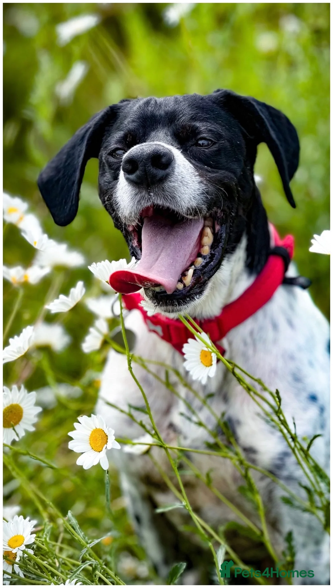 Pointer dogs for sale: Rufus: A Youthful 9-Year-Old English Pointer  - Advert 1