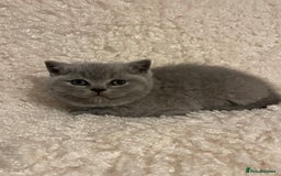 British Shorthair cats for sale:  British Blue kittens - Image 16