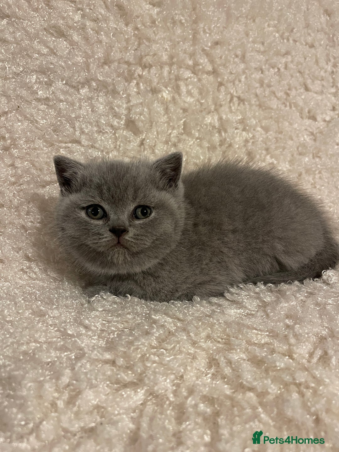 British Shorthair cats for sale:  British Blue kittens - Image 16