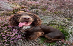 Cocker Spaniel dogs for stud: KC Cocker Spaniel Stud - Fully health tested  - Image 1