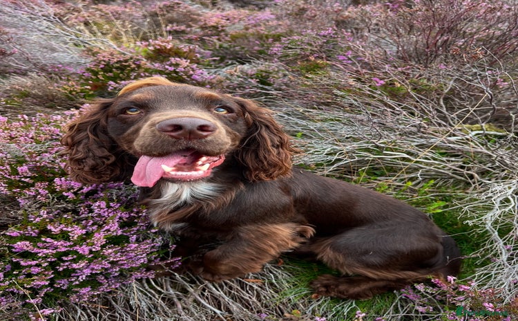 Cocker Spaniel dogs - Advert 1