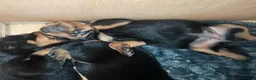 Dobermann dogs for sale: Beautiful Rotterman pups Doberman X Rottweiler - Advert 5