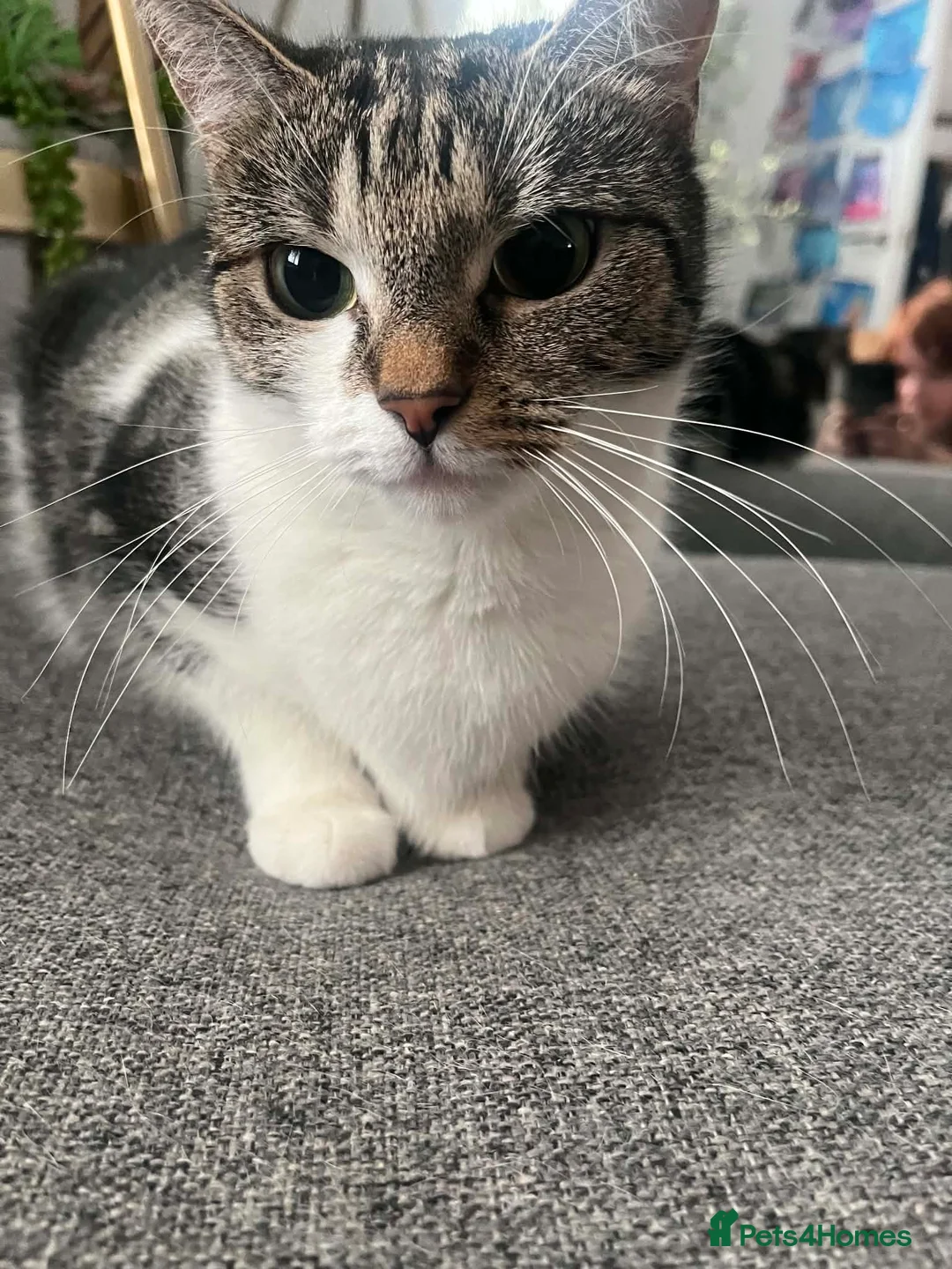 Domestic Shorthair cats for sale: Beautiful Cat needs forever home  in Hull - Advert 8