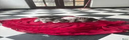 Persian cats for sale: Beautiful Persian chinchilla kittens available  - Advert 1