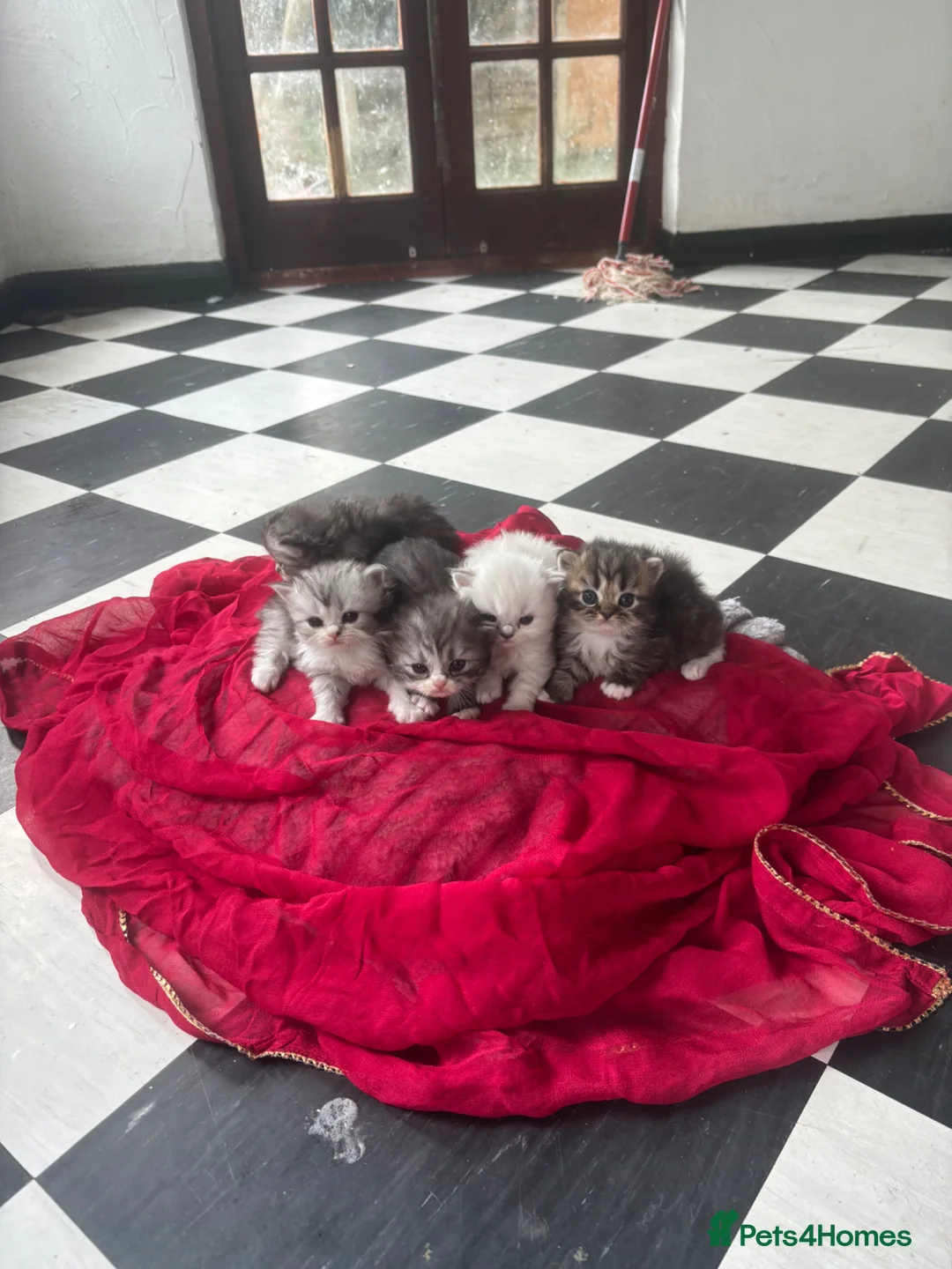 Persian cats for sale: Beautiful Persian chinchilla kittens available  - Advert 1