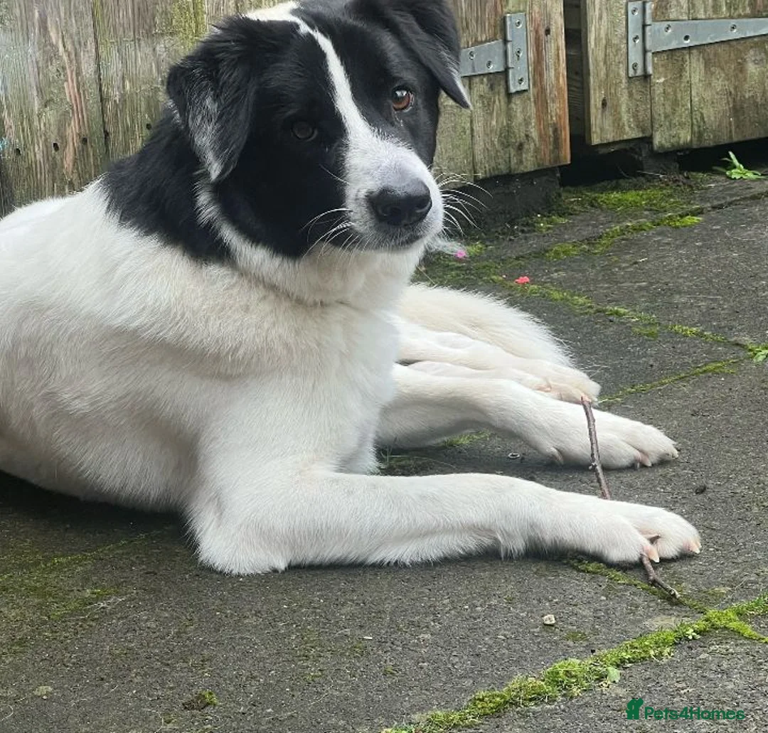 Mixed Breed dogs for sale: Alfie pryean cross collie - Advert 2