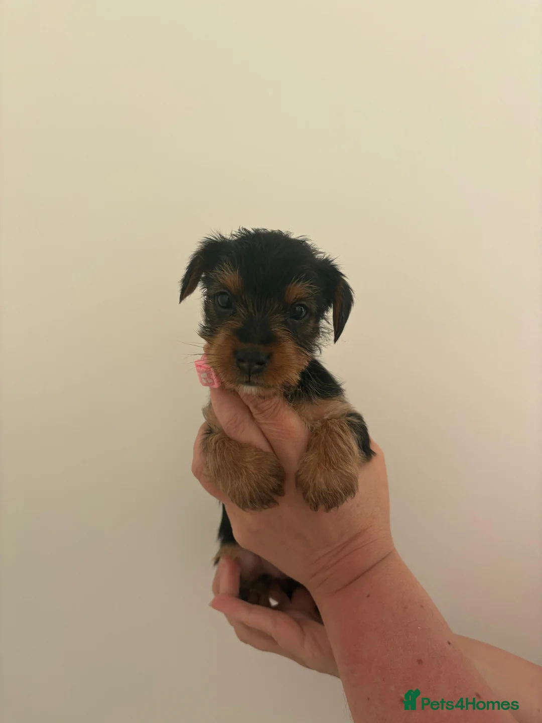 Yorkshire Terrier dogs for sale: Yorkshire terrier puppies  in Consett - Advert 2