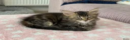 Maine Coon cats for sale: Maine coon cross kittens - Advert 3