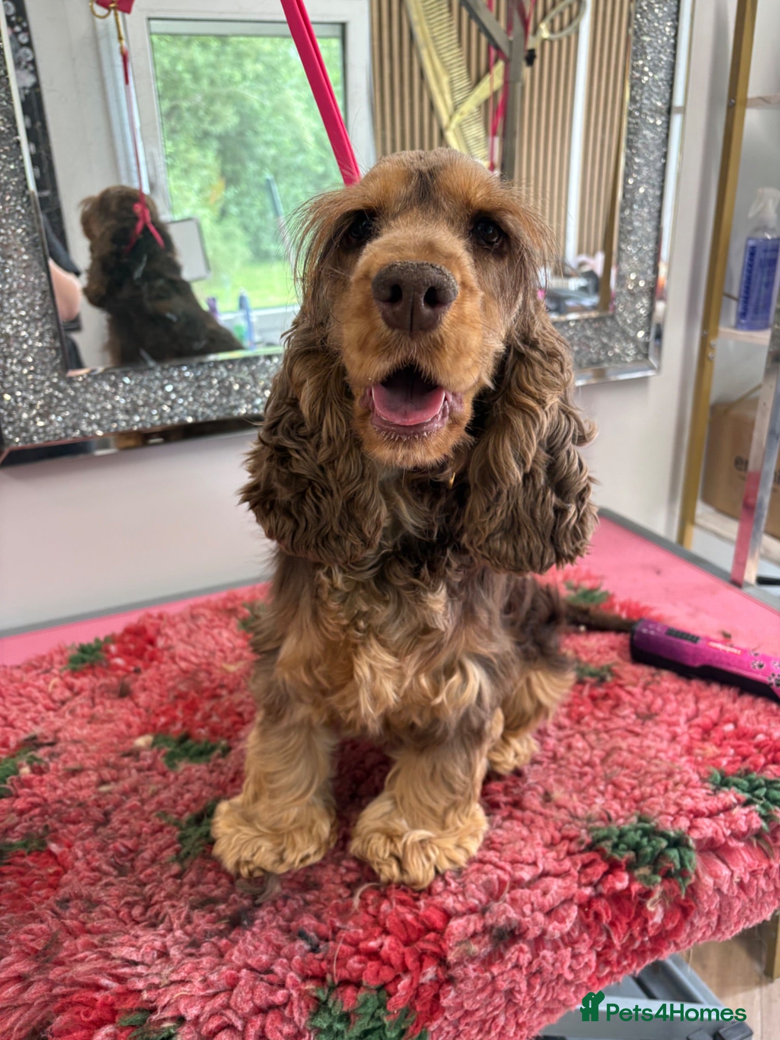 Cocker Spaniel dogs Looking for new homes - Advert 5