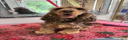 Cocker Spaniel dogs for sale: Looking for new homes - Advert 3