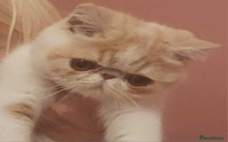 Exotic cats for sale: OUTSTANDING QUALITY EXOTIC KITTENS  - Image 10
