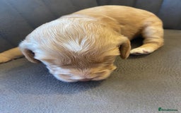 Cockapoo dogs for sale: Cockapoo Puppies - 2 male - 4 female - Image 6