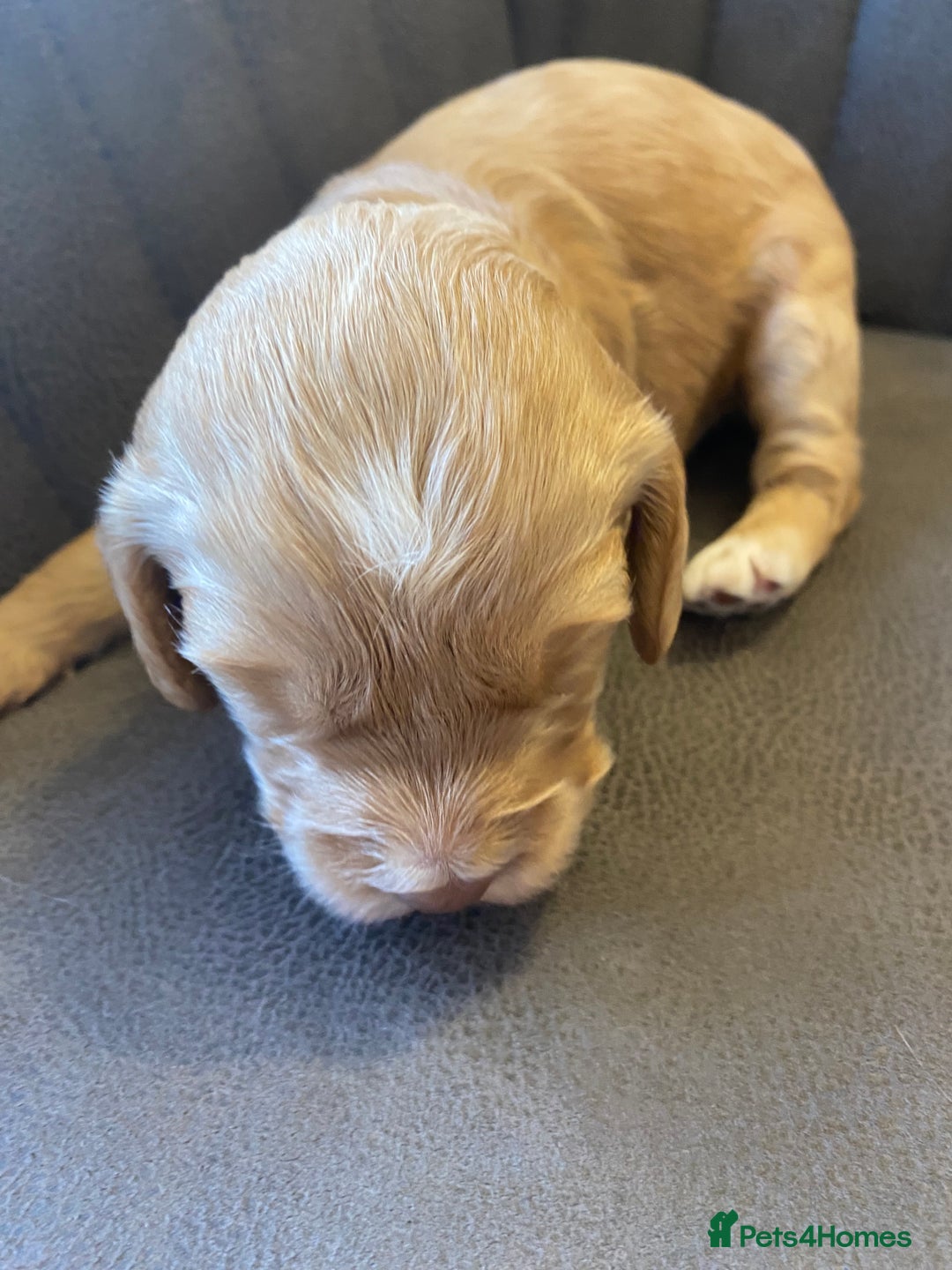 Cockapoo dogs for sale: Cockapoo Puppies - 2 male - 4 female - Image 6
