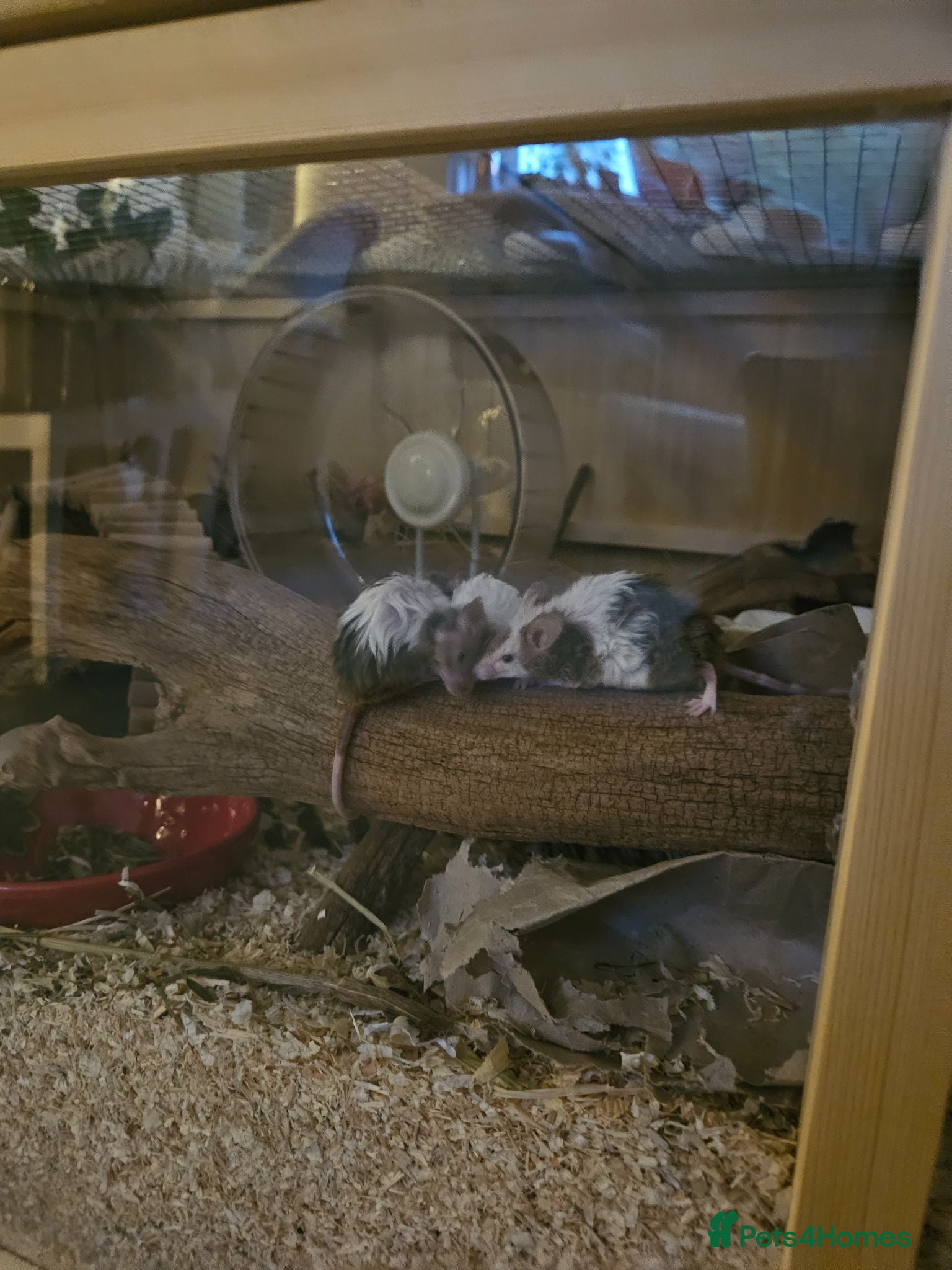 Mouse rodents Mixed gender baby mice - Advert 15