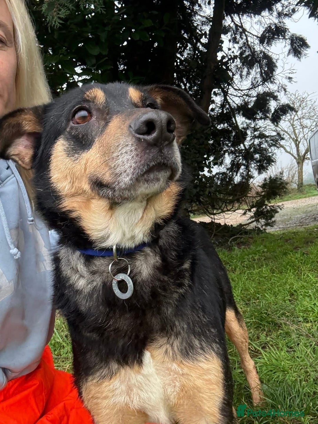 Mixed Breed dogs for adoption: Batman - Norwich Norfolk  - Advert 4