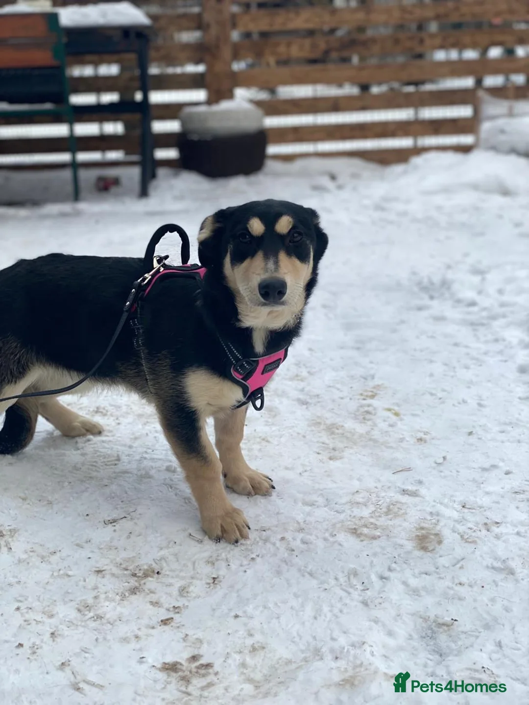 Mixed Breed dogs for adoption: ❤️LADY&DORI❤️ Small Gentle and Social Sisters - Advert 15