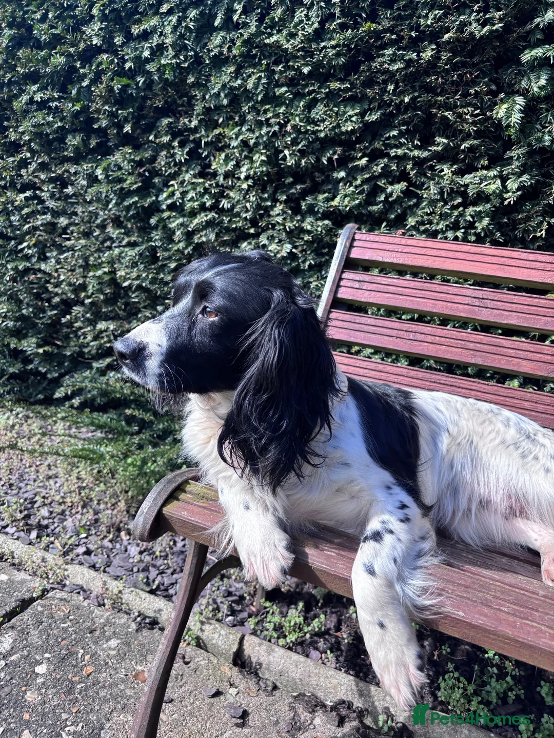 Sproodle dogs for sale: Sproodle puppies 🐶  - Advert 1