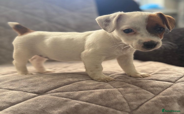 Jack Russell dogs - Advert 1