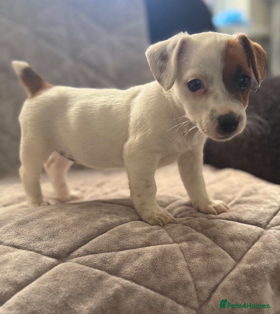 Jack Russell dogs for sale: Jack Russell pups - Image 1