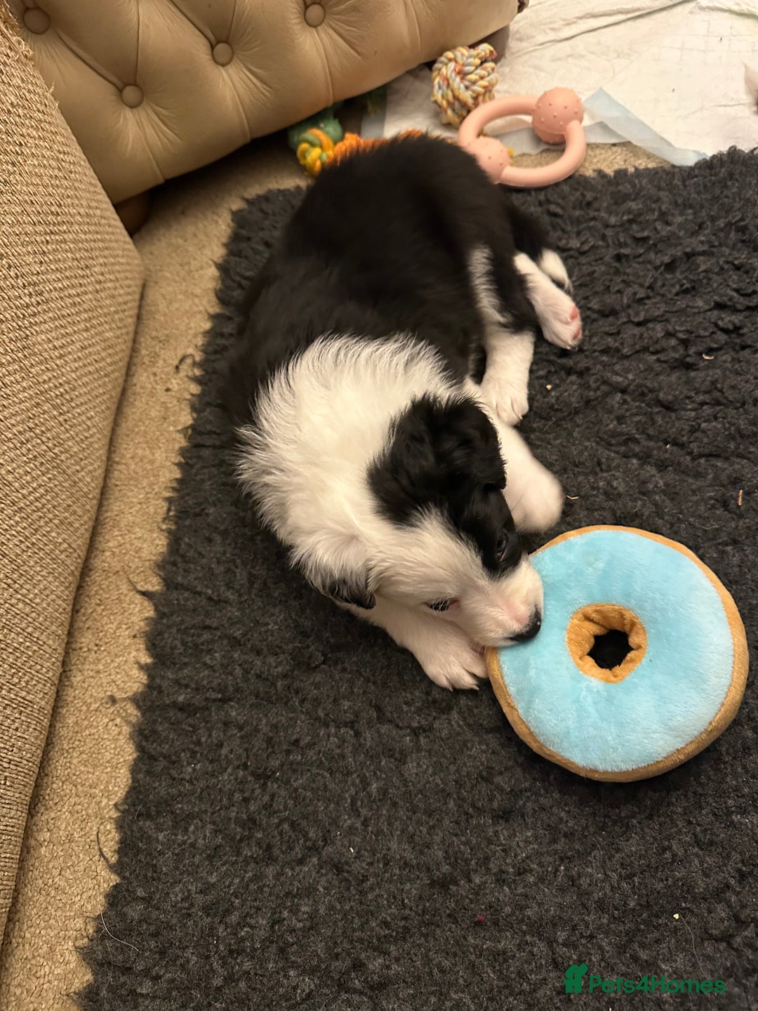 Border Collie dogs for sale: Beautiful litter of 8 border collies puppies - Advert 18