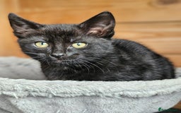 Bengal cats for sale: Adorable Half Bengal Kittens - Image 24