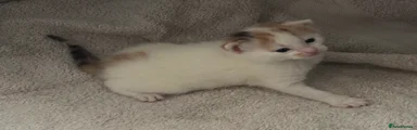 Domestic Shorthair Kitten 3