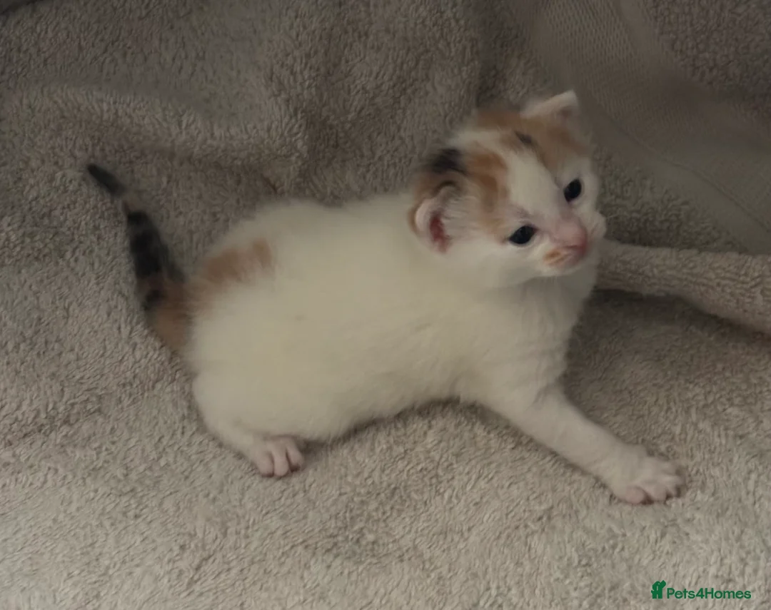 Domestic Shorthair cats for sale: Gorgeous white and ginger mixed kittens - Advert 2