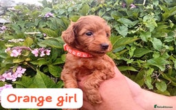 Goldendoodle dogs for sale: Stunning Miniature Goldendoodles - Image 21