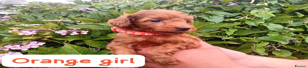 Orange Collar Girl