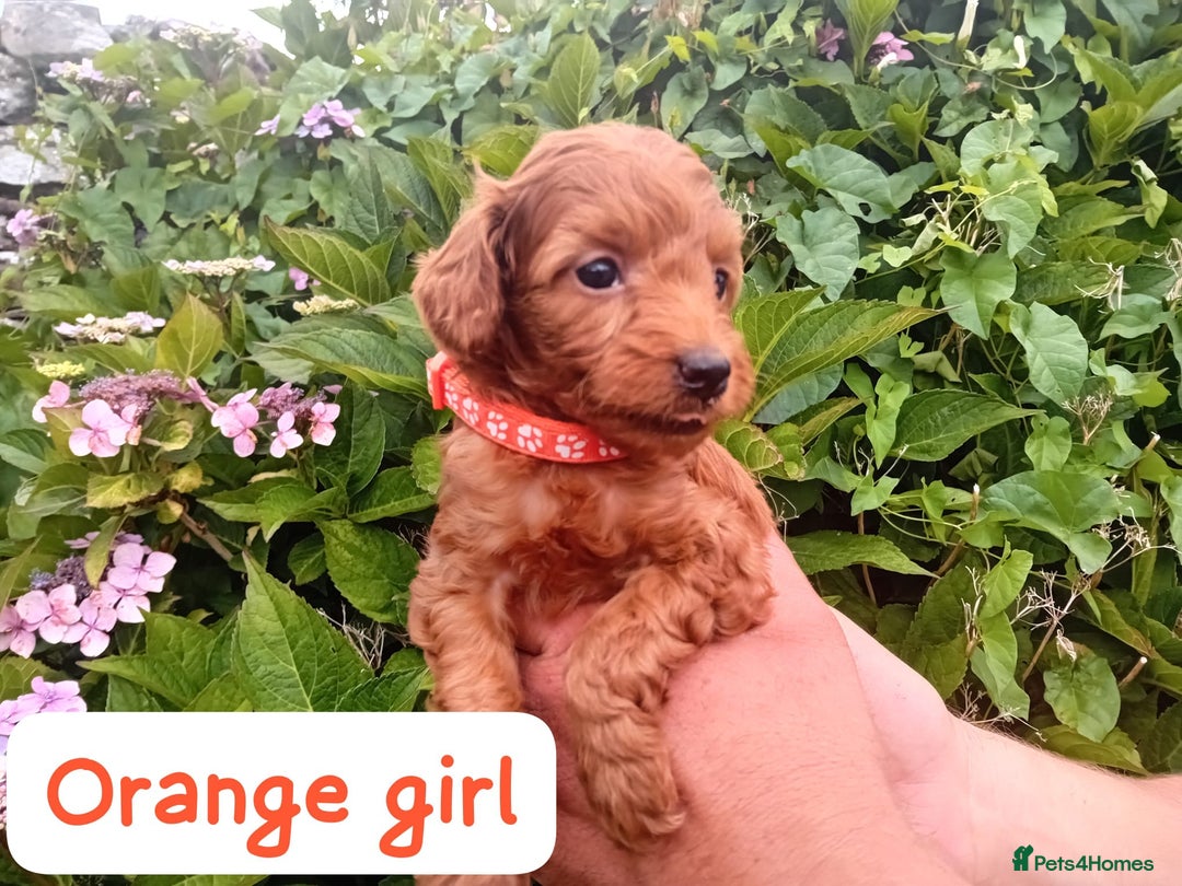 Goldendoodle dogs for sale: Stunning Miniature Goldendoodles - Image 21