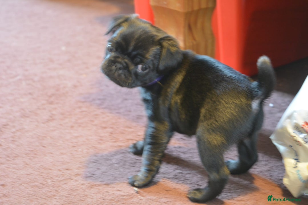 Pug dogs for sale: Gorgeous Pug Puppies for sale in Liskeard - Image 5