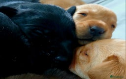 Labrador Retriever dogs for sale: Chunky labrador puppies  - Image 5