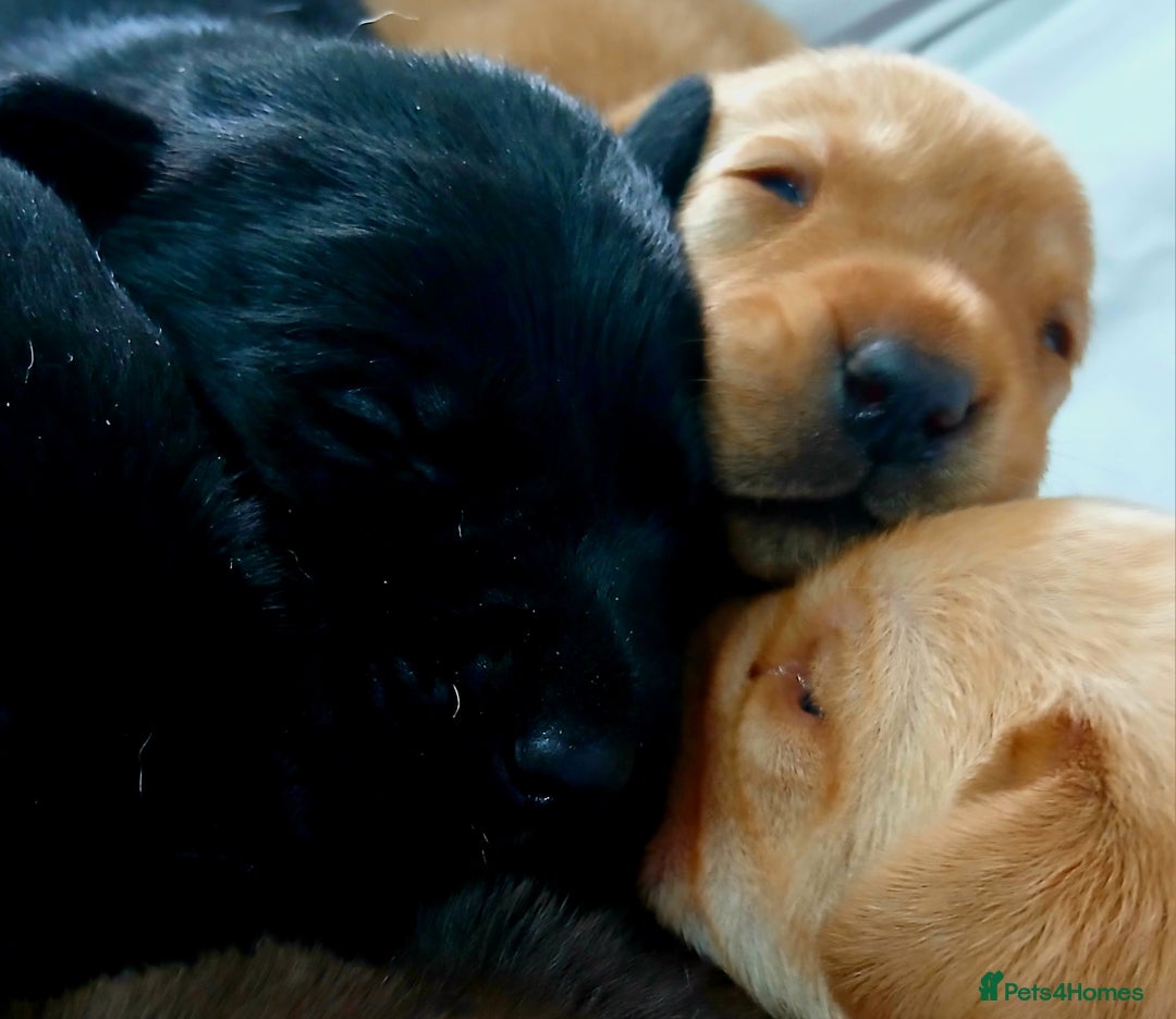 Labrador Retriever dogs for sale: Chunky labrador puppies  - Image 5