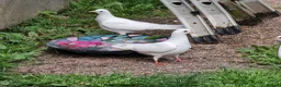 Pigeons birds for sale: White tumbler pigeons  - Advert 7