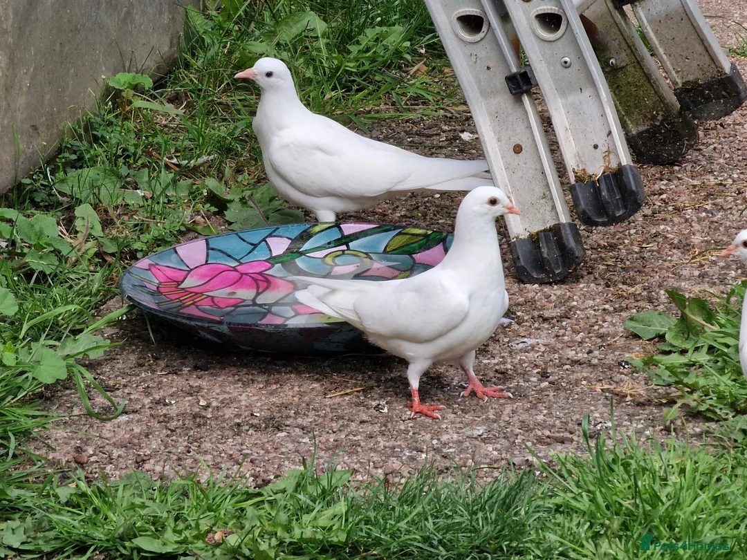 Pigeons birds for sale: White tumbler pigeons  - Advert 1
