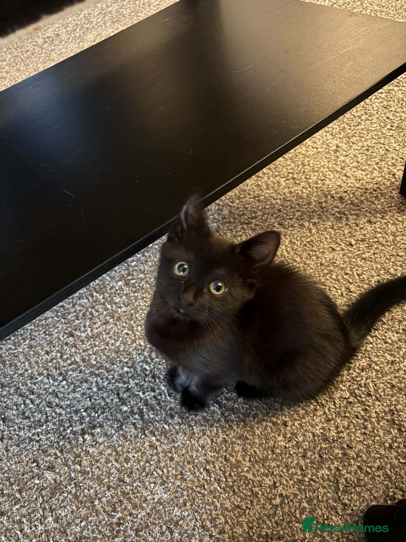 Mixed Breed cats for sale: One Little Lady (Brenda) Left! - Advert 7
