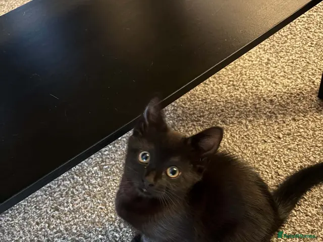 Mixed Breed cats for sale: One Little Lady (Brenda) Left! - Advert 7