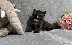 Mixed Breed cats for sale: Ragdoll mixed kittens Grey. Tabby. Speckled. Black - Advert 23