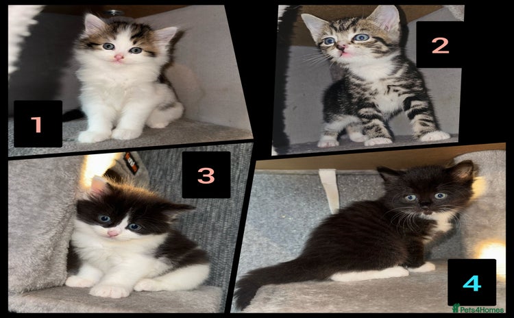 Ragdoll cats - Advert 1