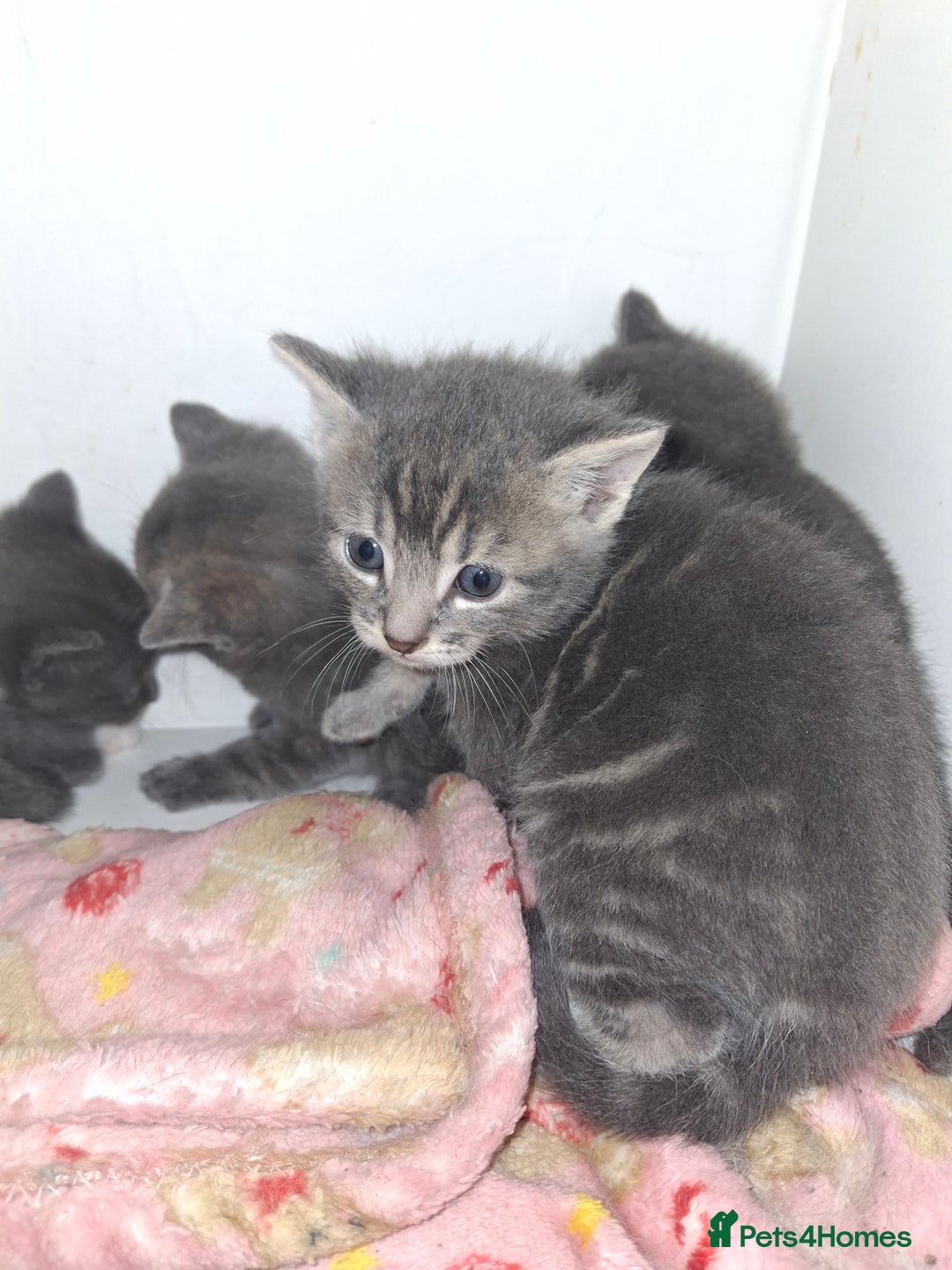 Mixed Breed cats for sale: British short hair cross kittens - Image 7