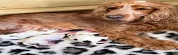 Cocker Spaniel dogs for sale: 🐶🐾KC show-type cocker spaniel puppies 🐶🐾 in Newport - Advert 13