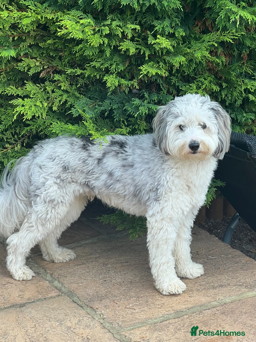Mixed Breed dogs for stud: Poodle X Border Collie Stud - Advert 4