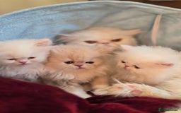 Persian cats for sale: Snow persian kitten  boy - Image 17