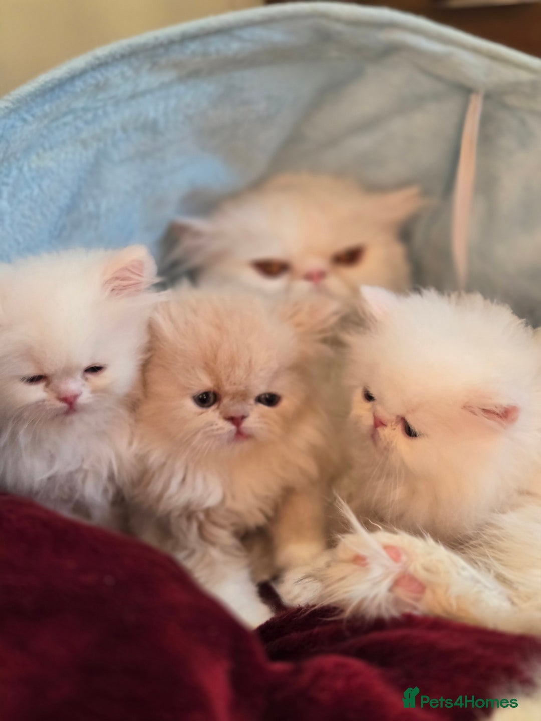 Persian cats for sale: Snow persian kitten  boy - Image 17