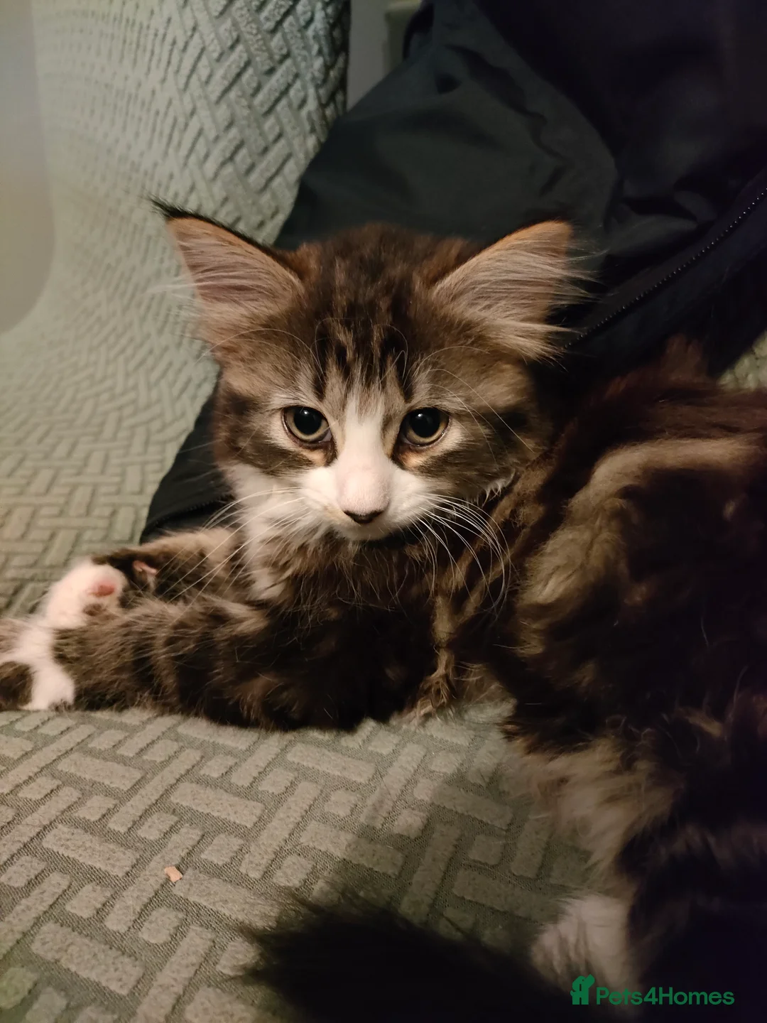 Mixed Breed cats for sale: 3 beautiful kittens - Advert 12